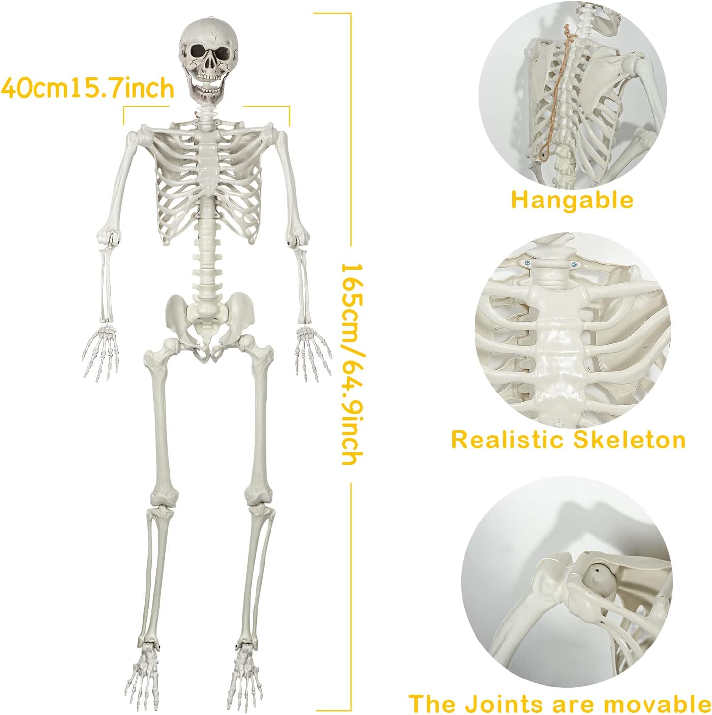 Halloween Posable Skeleton - 165cm Realistic Life Size Human Skeleton Bones with Movable Joints for Halloween Haunted House Decoration - Image 2